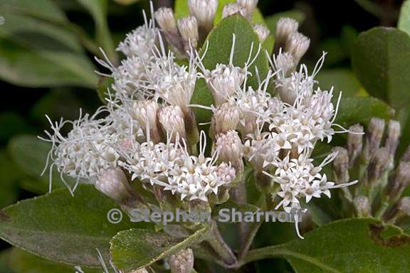 ageratina exerto venosa 2 graphic